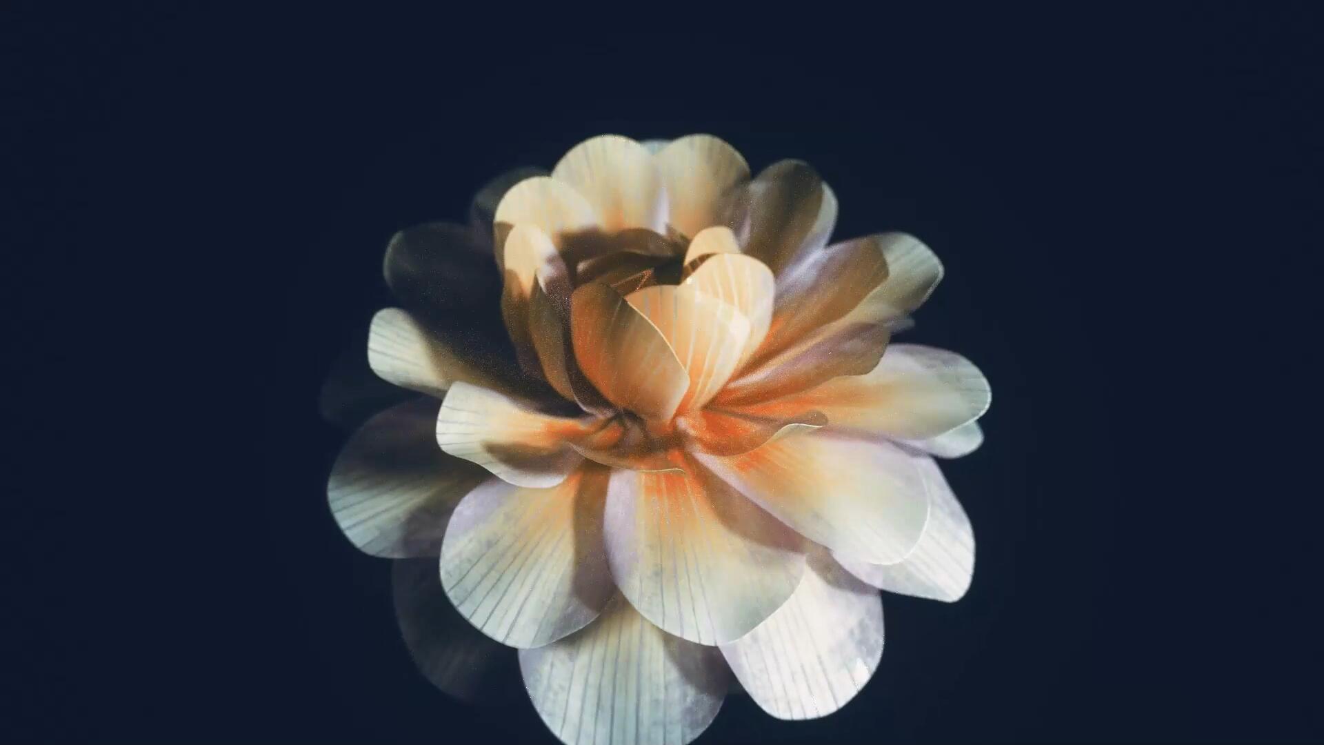 视频素材：3D纯色黑背景优雅美丽盛开花朵动画高清素材 Animated Blooming Flowers , sucaiwan.com