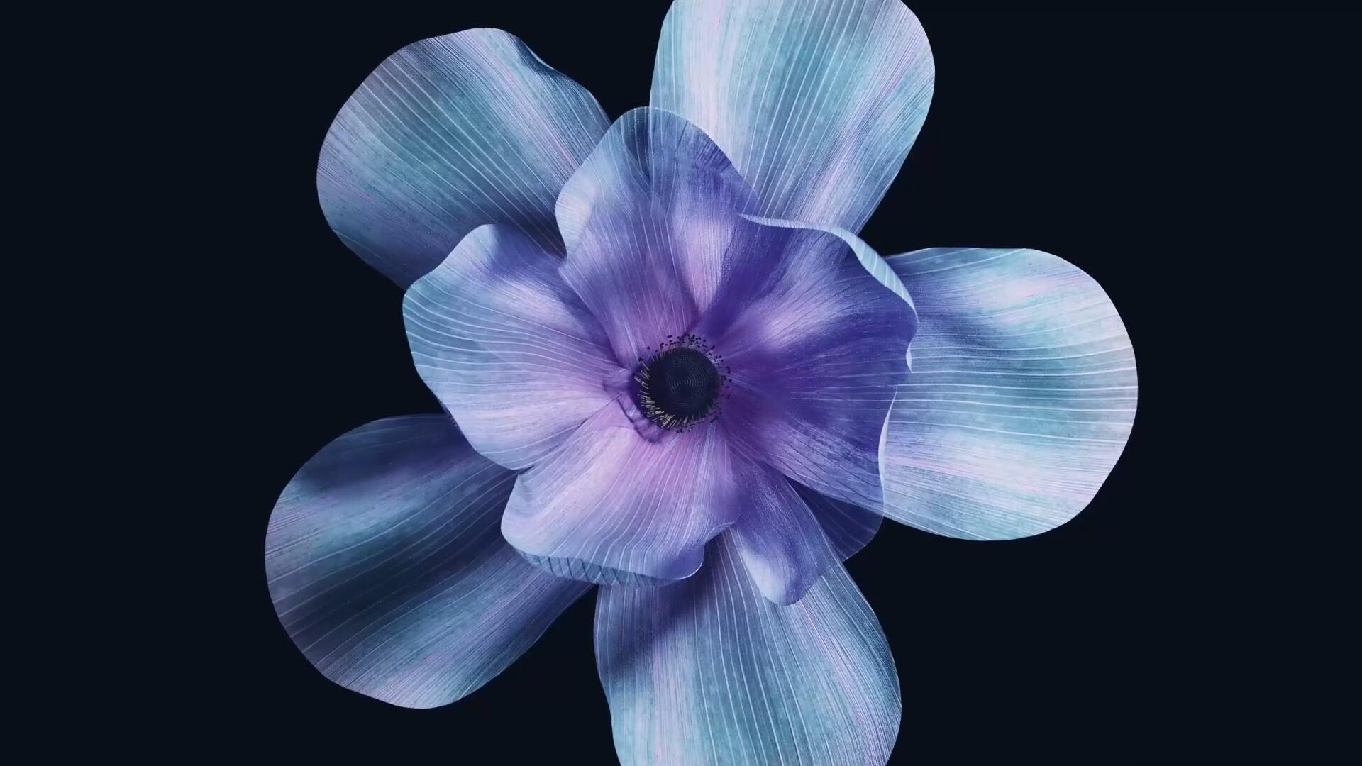 视频素材：3D纯色黑背景优雅美丽盛开花朵动画高清素材 Animated Blooming Flowers , sucaiwan.com