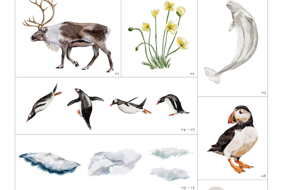 32款时尚海洋动物蓝莓花卉手绘水彩画png免抠图设计素材 Winter Watercolor Illustrations Clip Art 图片素材 sucaiwan.com