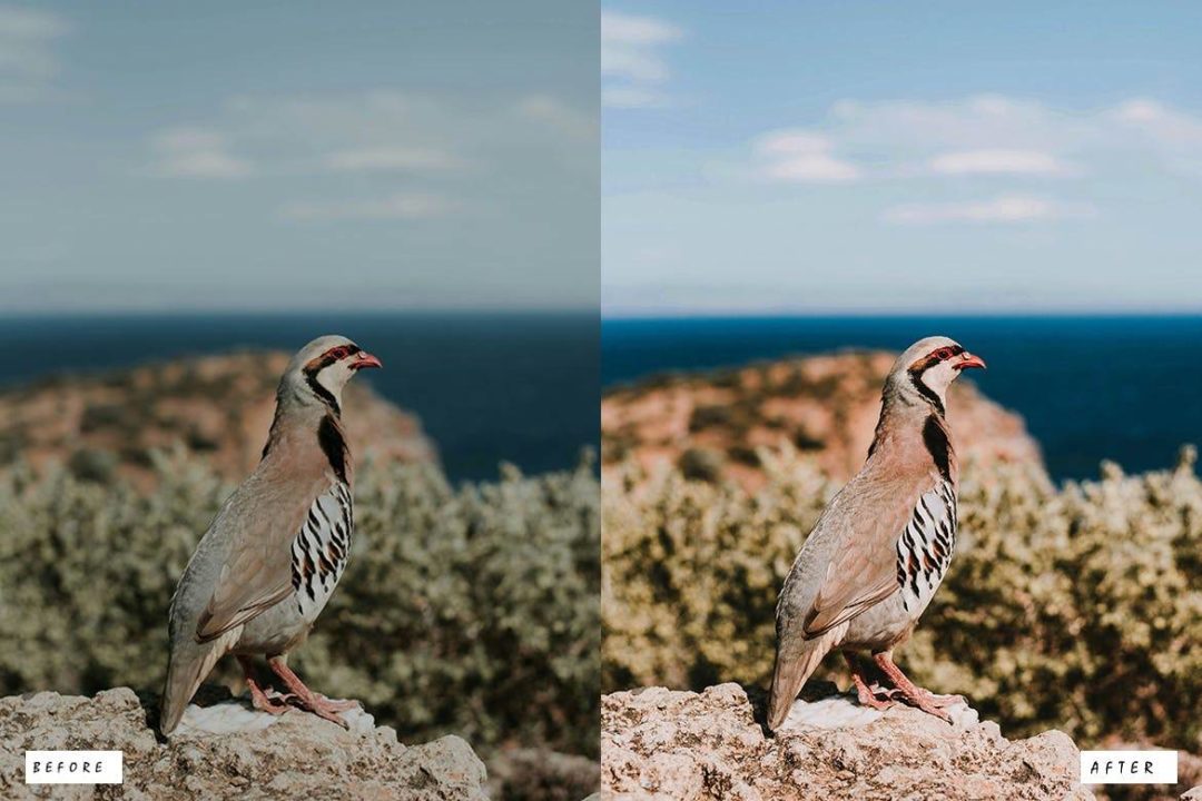 12组时尚复古怀旧电影博主婚礼摄影照片调色Lightroom预设 12 Outdoor Natural Lightroom Presets 插件预设 第2张-素材湾丨精选海外优质设计素材资源 12组时尚复古怀旧电影博主婚礼摄影照片调色Lightroom预设 12 Outdoor Natural Lightroom Presets 插件预设 sucaiwan.com