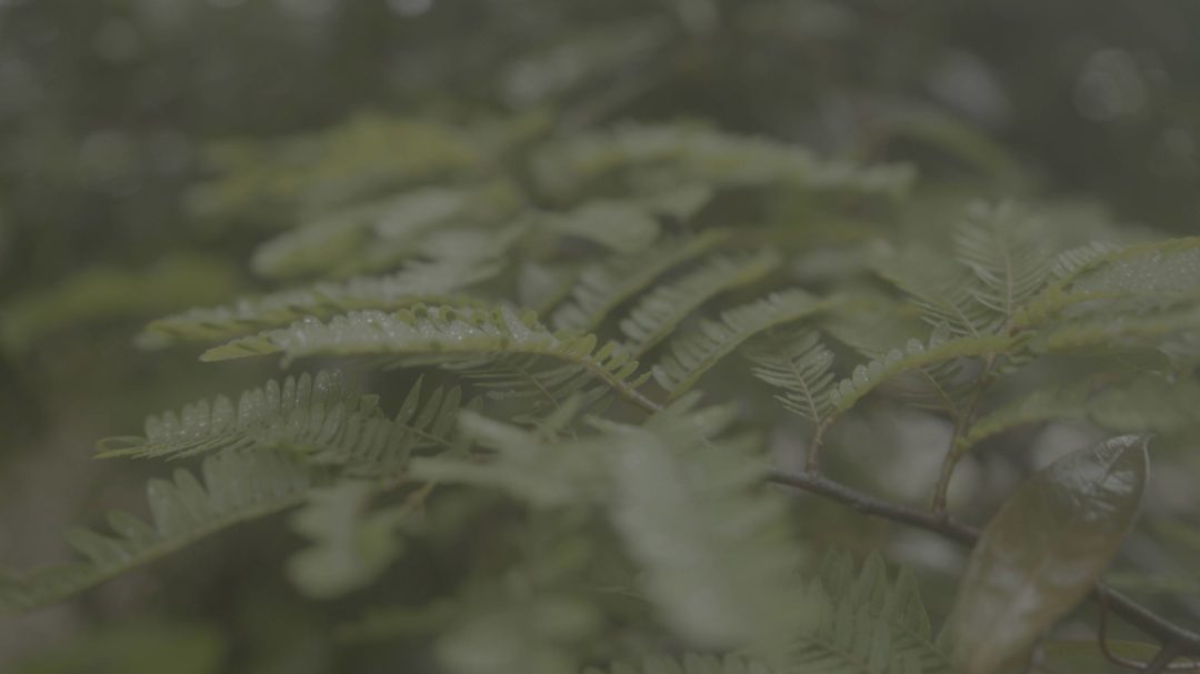 LUTs预设 独特电影般适用于Blackmagic黑魔法相机视频颜色分级调色 Film Space – Justkay Blackmagic Gen 5 LUT’s 插件预设 第14张-素材湾丨精选海外优质设计素材资源 LUTs预设 独特电影般适用于Blackmagic黑魔法相机视频颜色分级调色 Film Space – Justkay Blackmagic Gen 5 LUT’s 插件预设 sucaiwan.com