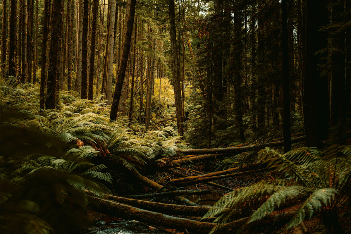 复古夜间摄影梦幻温暖胶片色调电影效果人像扫街LR调色预设包 In Your Fayes NEW | PRESET PACK 插件预设 第5张-素材湾丨精选海外优质设计素材资源 复古夜间摄影梦幻温暖胶片色调电影效果人像扫街LR调色预设包 In Your Fayes NEW | PRESET PACK 插件预设 sucaiwan.com