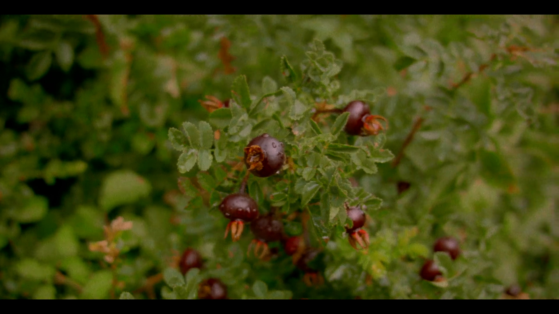 Oliver Keys 全新复古逼真胶片模拟电影感达芬奇调色节点预设 KeyChrome V2 Motion Picture Film Powergrade + LUT 插件预设 sucaiwan.com