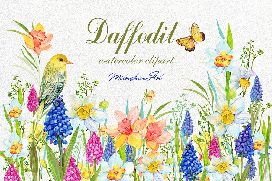 Daffodil Narcissus Watercolour 34个复古精美水仙花卉剪贴画免扣PNG 图片素材 sucaiwan.com