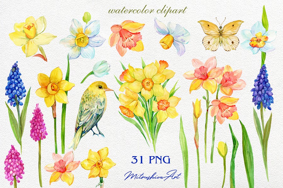 Daffodil Narcissus Watercolour 34个复古精美水仙花卉剪贴画免扣PNG 图片素材 sucaiwan.com