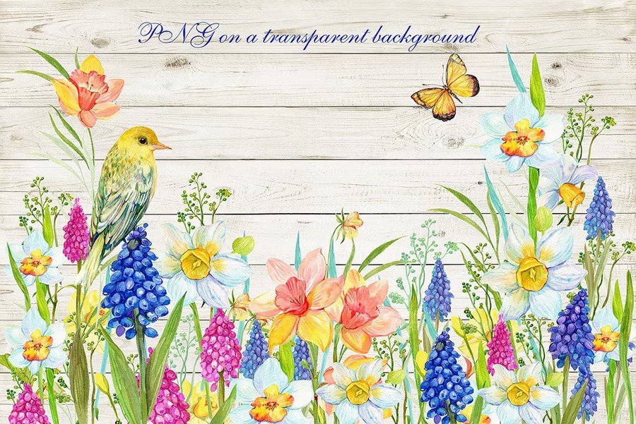 Daffodil Narcissus Watercolour 34个复古精美水仙花卉剪贴画免扣PNG 图片素材 sucaiwan.com