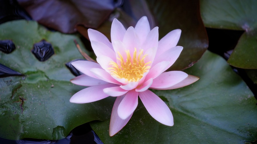 Artlist 37个热带植物花朵/睡莲莲花/美人蕉/玫瑰/水生草本植物/特写实拍镜头视频素材 Flower Species 影视音频 sucaiwan.com