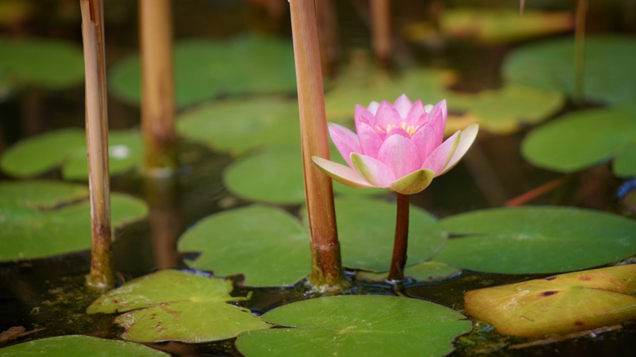 Artlist 37个热带植物花朵/睡莲莲花/美人蕉/玫瑰/水生草本植物/特写实拍镜头视频素材 Flower Species 影视音频 sucaiwan.com