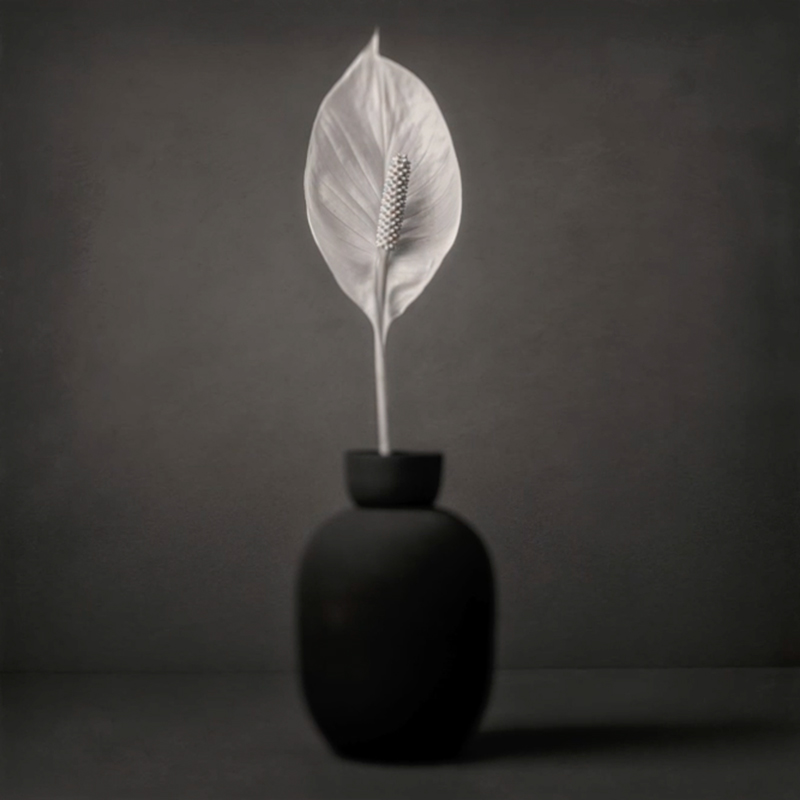 大师课程：静物摄影的构图照明技能创意大师班 Magic of Light. Still Life Masterclass 2 (2024) , sucaiwan.com