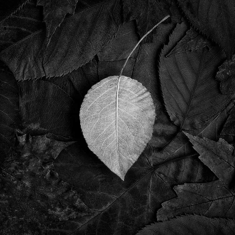 大师课程：静物摄影的构图照明技能创意大师班 Magic of Light. Still Life Masterclass 2 (2024) , sucaiwan.com