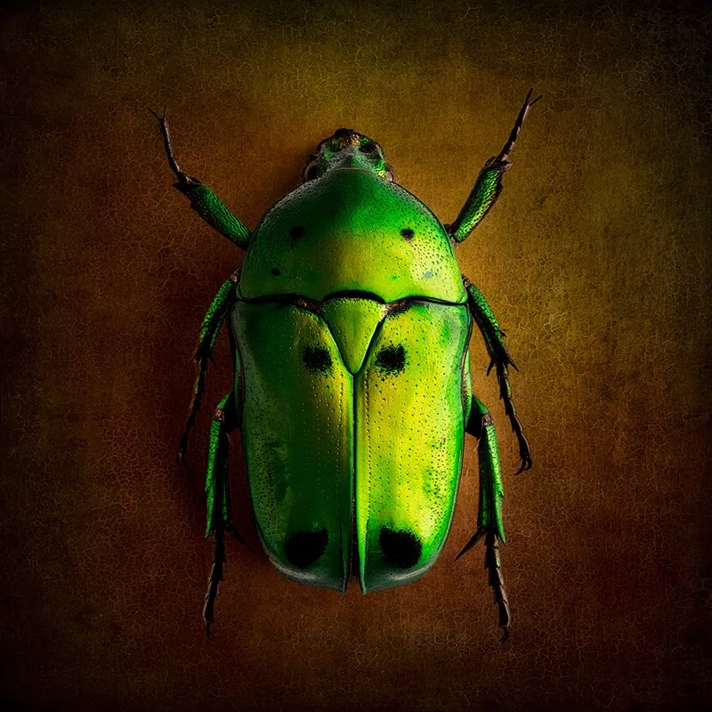 大师课程：静物摄影的构图照明技能创意大师班 Magic of Light. Still Life Masterclass 2 (2024) , sucaiwan.com