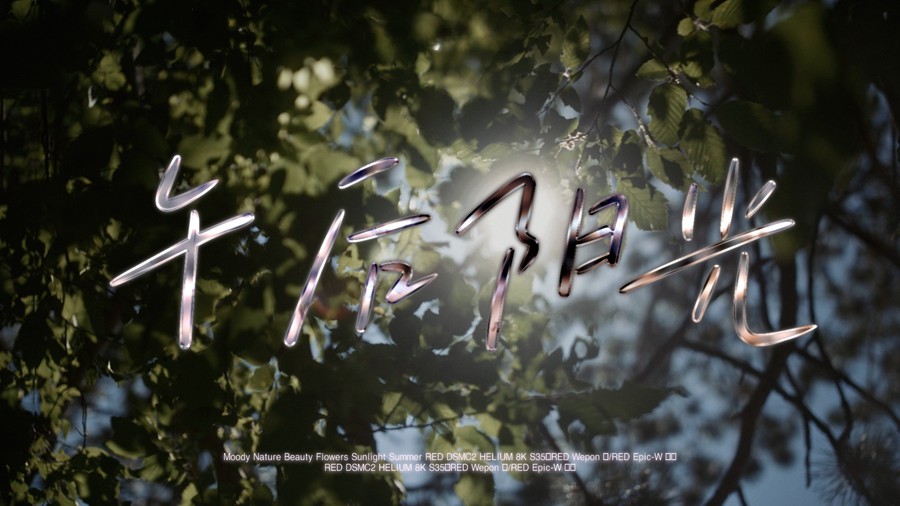 Artlist 无尽的夏天午后阳光树阴树叶治愈系喜怒无常的自然元素空镜视频素材 Moody Nature 影视音频 sucaiwan.com