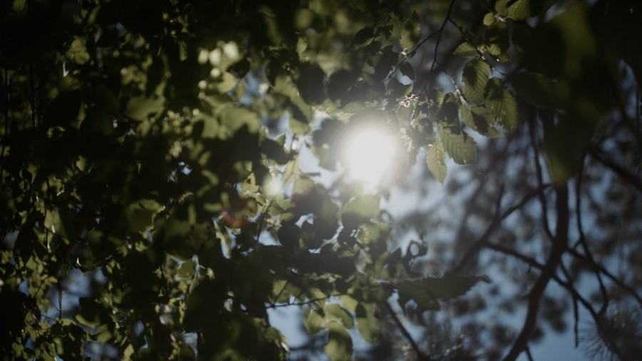 Artlist 无尽的夏天午后阳光树阴树叶治愈系喜怒无常的自然元素空镜视频素材 Moody Nature 影视音频 sucaiwan.com