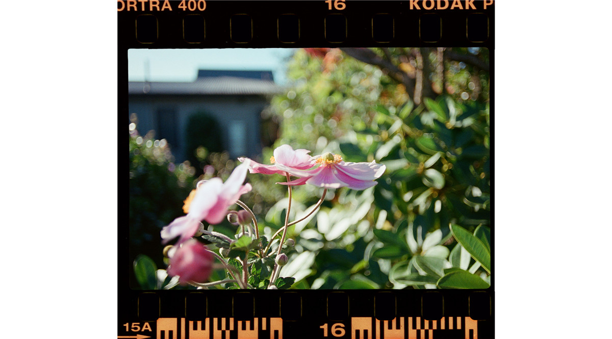 经典柯达富士胶片电影美学怀旧色调胶片摄影LR调色预设 Film is Fun - Film Emulation Preset Collection ( + Film Frame Borders) 插件预设 第4张-素材湾丨精选海外优质设计素材资源 经典柯达富士胶片电影美学怀旧色调胶片摄影LR调色预设 Film is Fun - Film Emulation Preset Collection ( + Film Frame Borders) 插件预设 sucaiwan.com