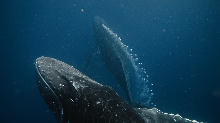 Artlist 15个座头鲸鱼海洋动物水下实拍视频素材Humpback Whales 影视音频 sucaiwan.com