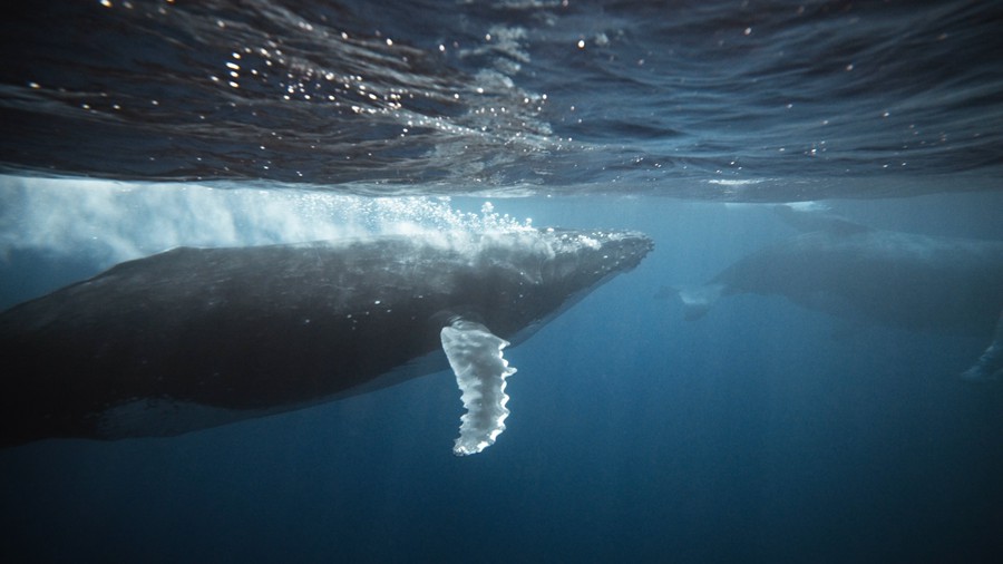 Artlist 15个座头鲸鱼海洋动物水下实拍视频素材Humpback Whales 影视音频 sucaiwan.com