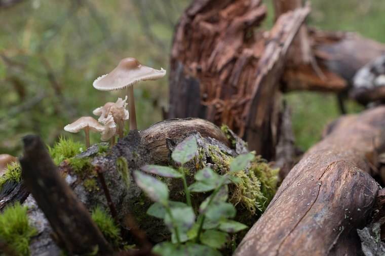 飞思预设 梦幻深沉情绪化旅拍风景摄影照片调色Capture One预设包 Northlandscapes Capture ONE Master Collection 插件预设 sucaiwan.com