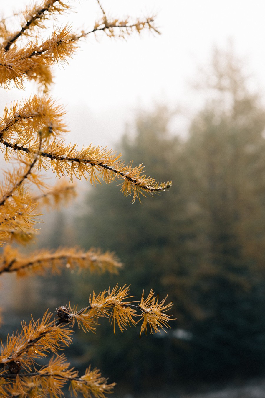 Presets by Frauki Vol II Desktop 复古金色日落海洋电影感彩色黑白LR预设 插件预设 第9张-素材湾丨精选海外优质设计素材资源 Presets by Frauki Vol II Desktop 复古金色日落海洋电影感彩色黑白LR预设 插件预设 sucaiwan.com