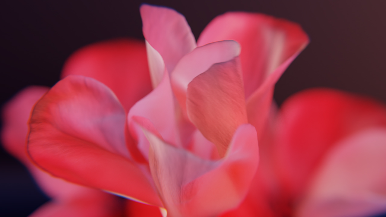 Artlist 46个4K花朵盛开动画视频素材Animated Blooming - Flower,Unfolding,Animated 影视音频 第1张-素材湾丨精选海外优质设计素材资源 Artlist 46个4K花朵盛开动画视频素材Animated Blooming - Flower,Unfolding,Animated 影视音频 sucaiwan.com