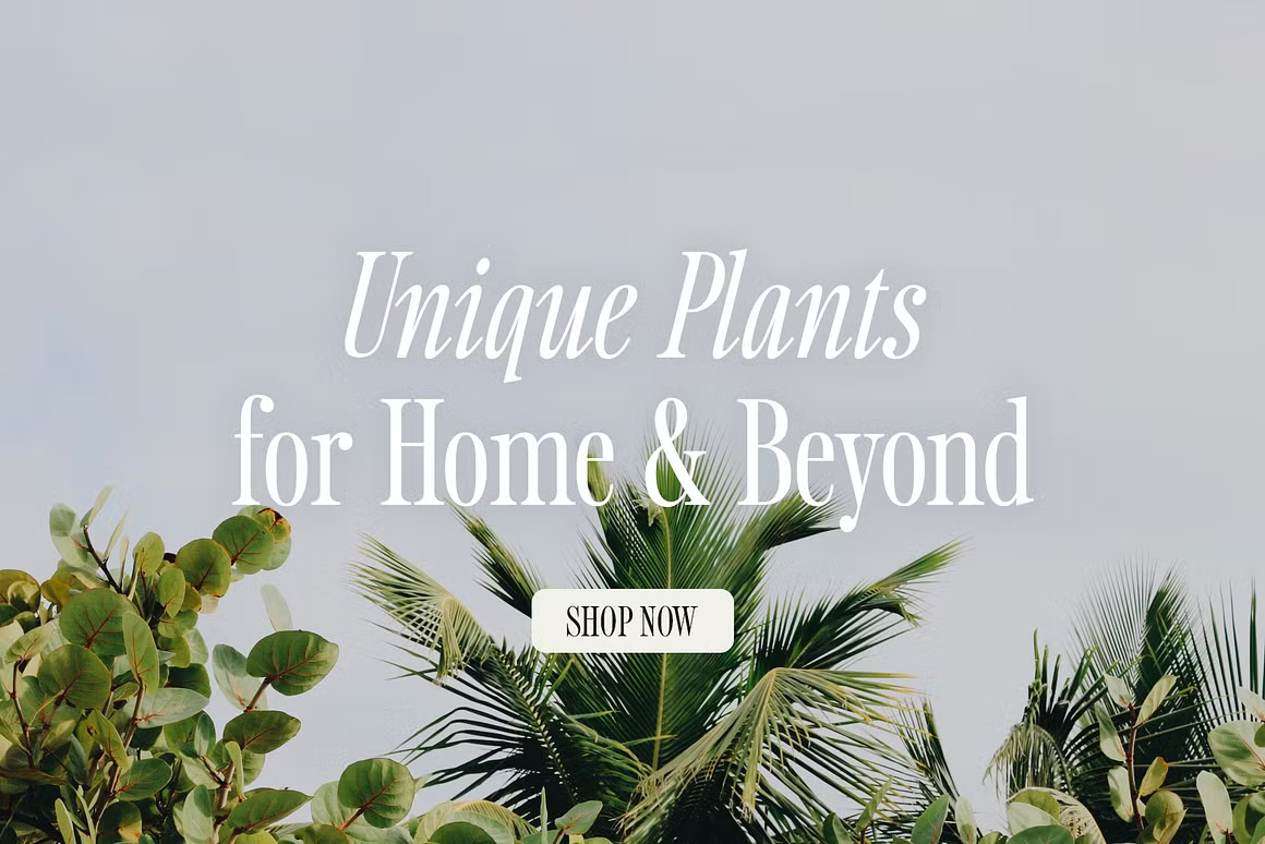 英文字体：复古怀旧创意纤细优雅极简排版标题精美衬线海报封面字体 Sailing Club | Nostalgic Serif , sucaiwan.com