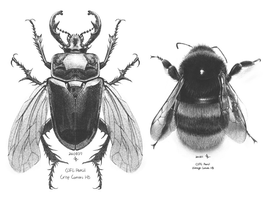 真实铅笔素描木炭笔线条绘画插画procreate笔刷画笔素材 CRISP Pencil Pack for Procreate 笔刷资源 sucaiwan.com
