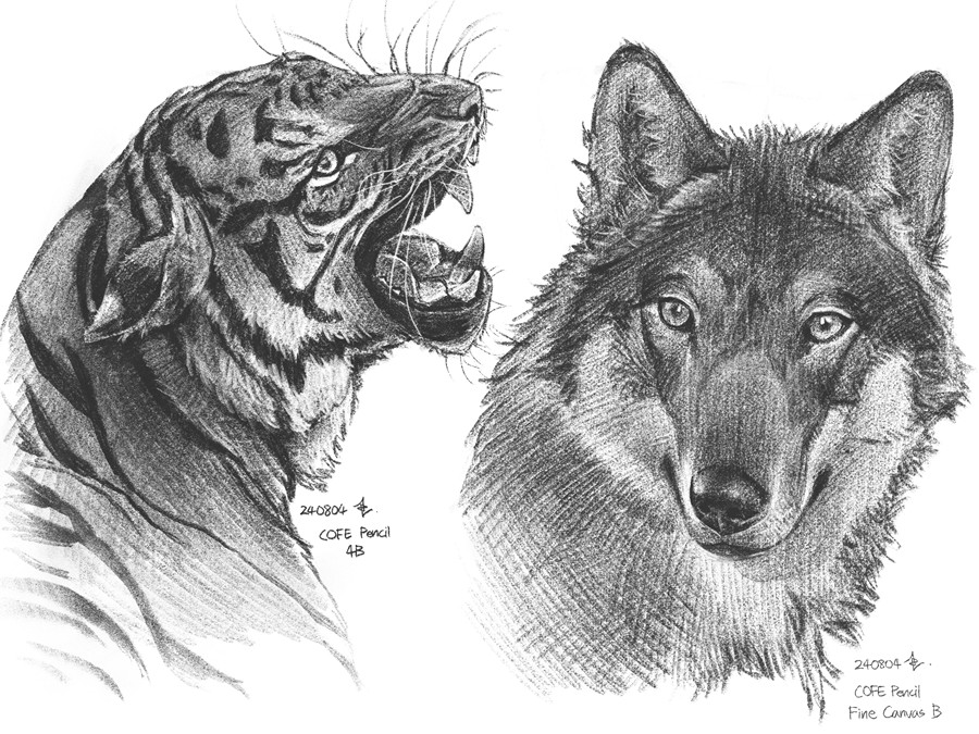 真实铅笔素描木炭笔线条绘画插画procreate笔刷画笔素材 CRISP Pencil Pack for Procreate 笔刷资源 sucaiwan.com