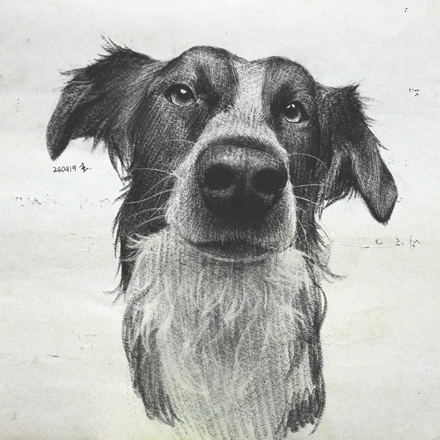 真实铅笔素描木炭笔线条绘画插画procreate笔刷画笔素材 CRISP Pencil Pack for Procreate 笔刷资源 sucaiwan.com