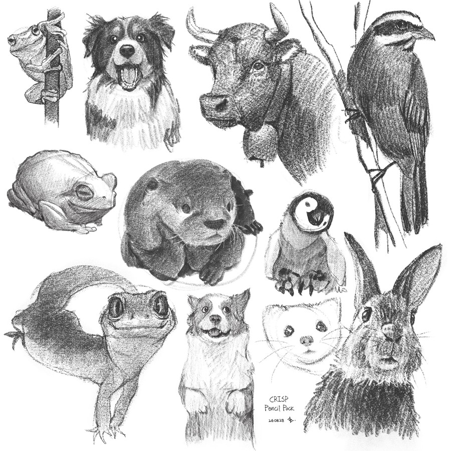 真实铅笔素描木炭笔线条绘画插画procreate笔刷画笔素材 CRISP Pencil Pack for Procreate 笔刷资源 sucaiwan.com