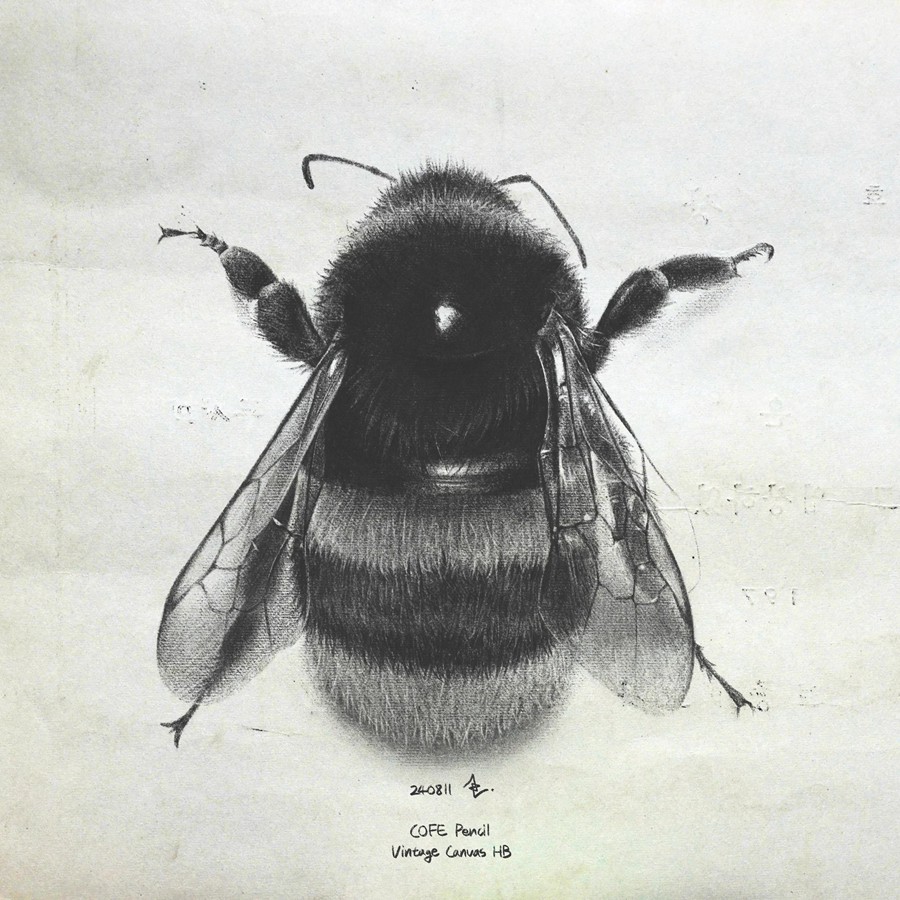 真实铅笔素描木炭笔线条绘画插画procreate笔刷画笔素材 CRISP Pencil Pack for Procreate 笔刷资源 sucaiwan.com