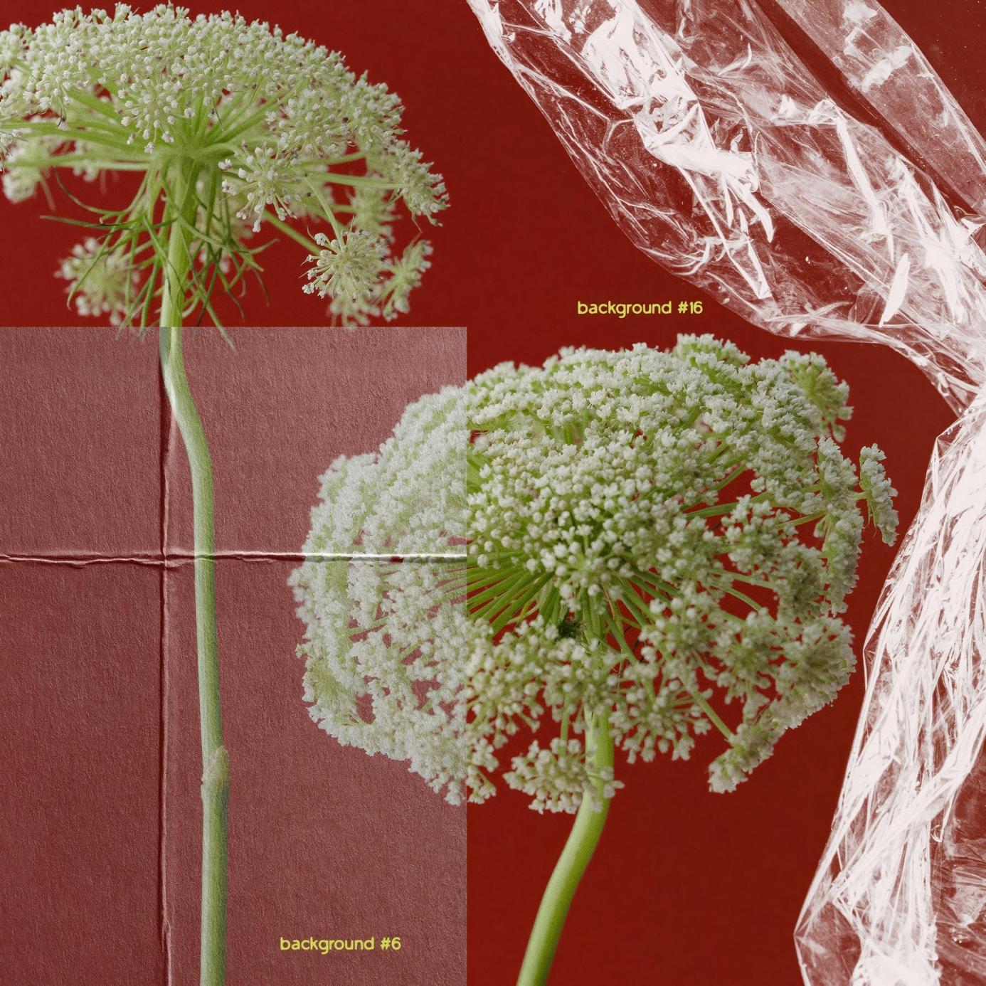 100多个复古拼贴艺术透明气泡膜塑料花朵蝴蝶水晶剪贴画纸张肌理PNG图片设计套装 PNGTRANSPARENCY — Collage Pack 图片素材 第8张-素材湾丨精选海外优质设计素材资源 100多个复古拼贴艺术透明气泡膜塑料花朵蝴蝶水晶剪贴画纸张肌理PNG图片设计套装 PNGTRANSPARENCY — Collage Pack 图片素材 sucaiwan.com