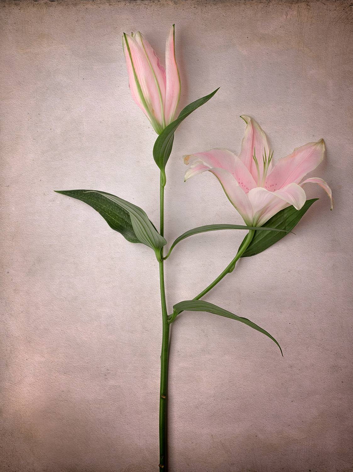 国外风格产品摄影照片后期修图视频教程 中英文字幕 Joel Grimes – Still Life Masterclass 设计教程 第8张-素材湾丨精选海外优质设计素材资源 国外风格产品摄影照片后期修图视频教程 中英文字幕 Joel Grimes – Still Life Masterclass 设计教程 sucaiwan.com