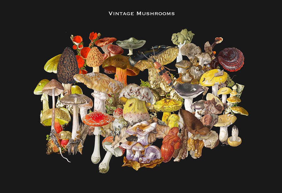 3000+超级复古拼贴艺术怀旧油画动物鸟类人物家具字母蘑菇PNG剪贴画图片设计套装3000+ Vintage Collage Mega Bundle , 第10张-素材湾丨精选海外优质设计素材资源 3000+超级复古拼贴艺术怀旧油画动物鸟类人物家具字母蘑菇PNG剪贴画图片设计套装3000+ Vintage Collage Mega Bundle , sucaiwan.com