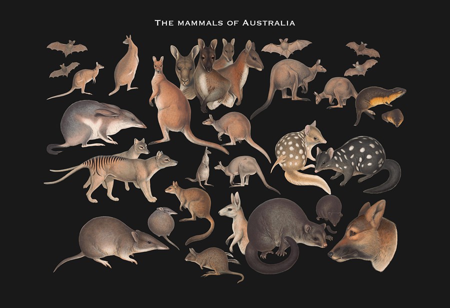 3000+超级复古拼贴艺术怀旧油画动物鸟类人物家具字母蘑菇PNG剪贴画图片设计套装3000+ Vintage Collage Mega Bundle , 第12张-素材湾丨精选海外优质设计素材资源 3000+超级复古拼贴艺术怀旧油画动物鸟类人物家具字母蘑菇PNG剪贴画图片设计套装3000+ Vintage Collage Mega Bundle , sucaiwan.com