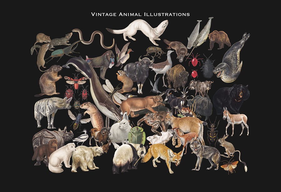 3000+超级复古拼贴艺术怀旧油画动物鸟类人物家具字母蘑菇PNG剪贴画图片设计套装3000+ Vintage Collage Mega Bundle , 第14张-素材湾丨精选海外优质设计素材资源 3000+超级复古拼贴艺术怀旧油画动物鸟类人物家具字母蘑菇PNG剪贴画图片设计套装3000+ Vintage Collage Mega Bundle , sucaiwan.com