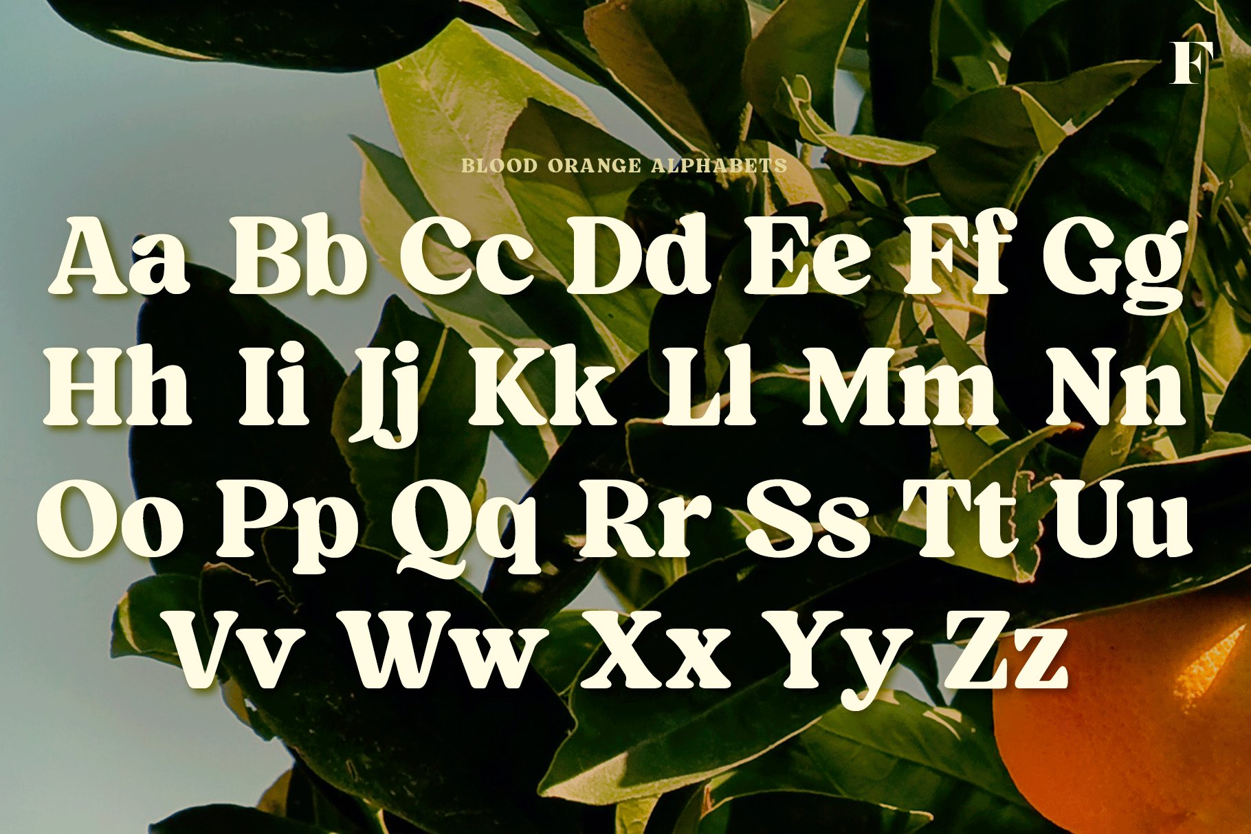 一款复古饱满圆润的衬线字体 Blood Orange Vintage Serif 在杂志、标题、海报、广告和包装字体 设计素材 第9张-素材湾丨精选海外优质设计素材资源 一款复古饱满圆润的衬线字体 Blood Orange Vintage Serif 在杂志、标题、海报、广告和包装字体 设计素材 sucaiwan.com