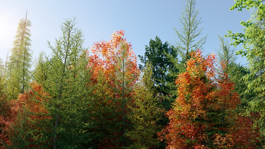 北美洲云杉松树红杉树木3D模型素材 Bundle 52 – North American Trees – 3D Model 样机素材 sucaiwan.com