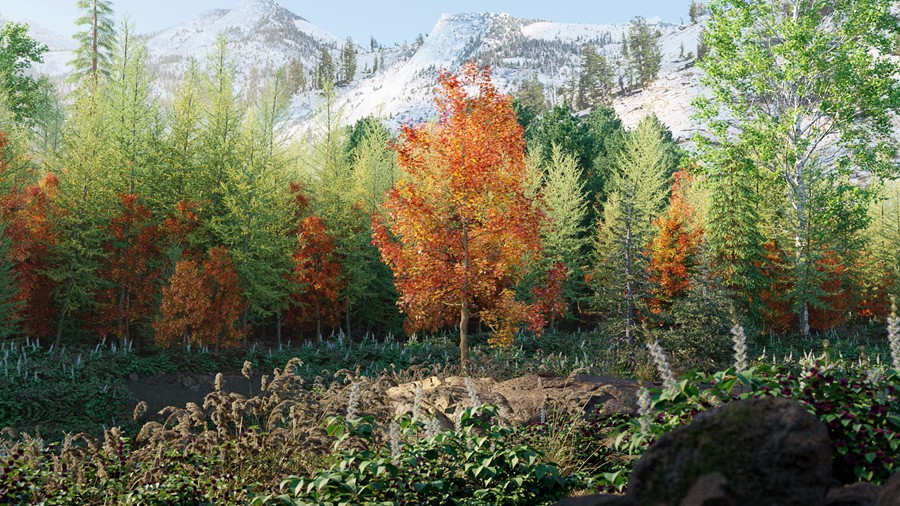 北美洲云杉松树红杉树木3D模型素材 Bundle 52 – North American Trees – 3D Model 样机素材 sucaiwan.com