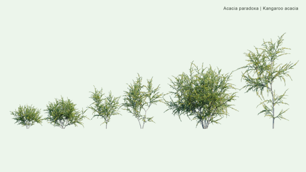北美洲云杉松树红杉树木3D模型素材 Bundle 52 – North American Trees – 3D Model 样机素材 sucaiwan.com