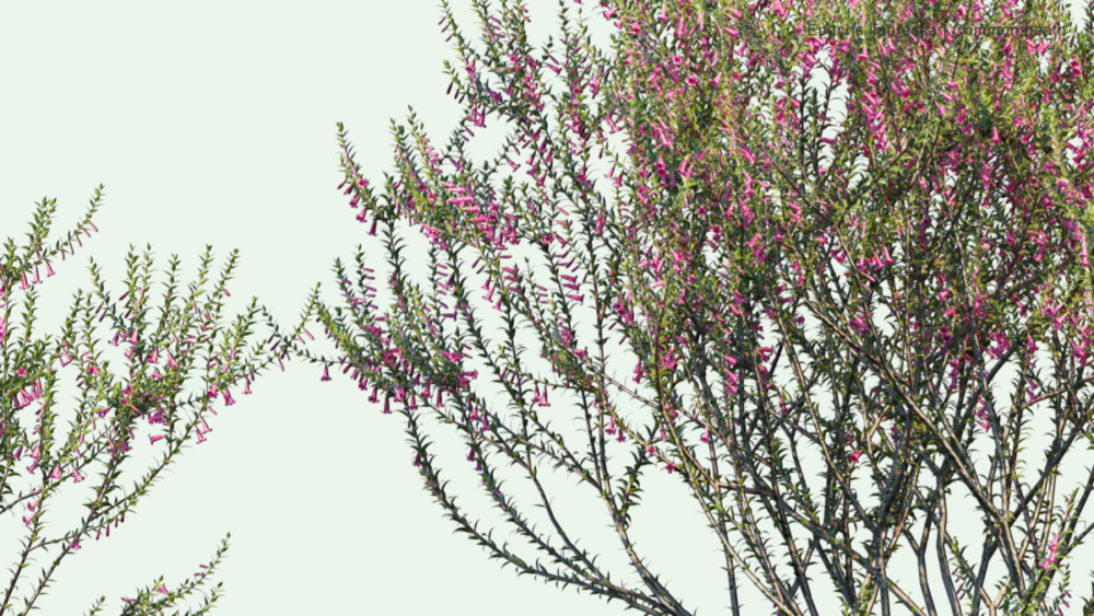 北美洲云杉松树红杉树木3D模型素材 Bundle 52 – North American Trees – 3D Model 样机素材 sucaiwan.com