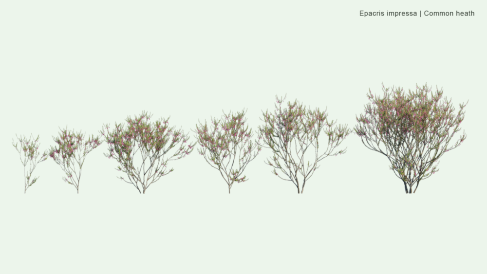北美洲云杉松树红杉树木3D模型素材 Bundle 52 – North American Trees – 3D Model 样机素材 sucaiwan.com