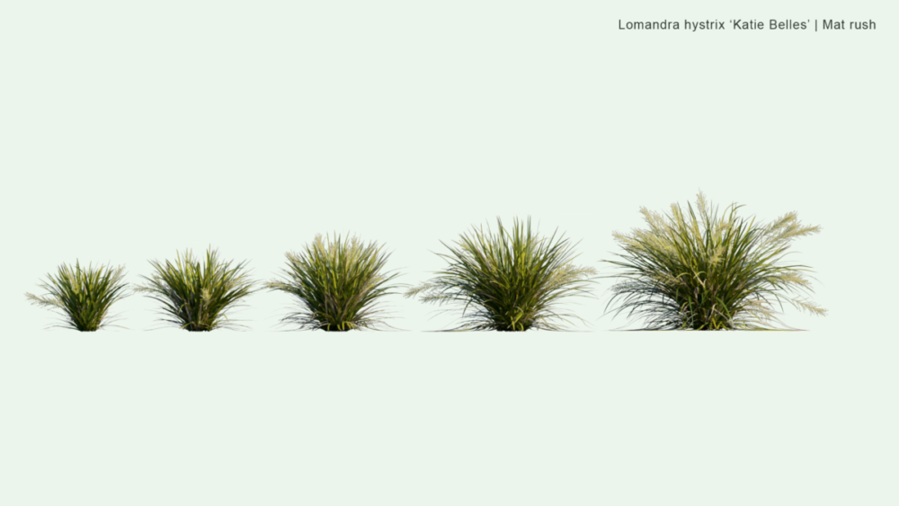 北美洲云杉松树红杉树木3D模型素材 Bundle 52 – North American Trees – 3D Model 样机素材 sucaiwan.com