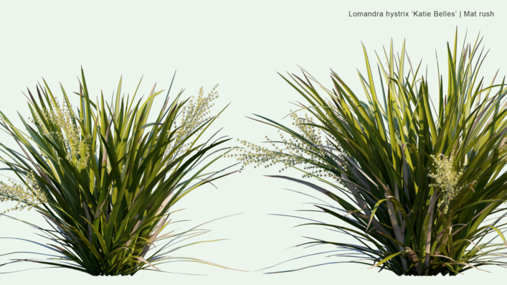 北美洲云杉松树红杉树木3D模型素材 Bundle 52 – North American Trees – 3D Model 样机素材 sucaiwan.com