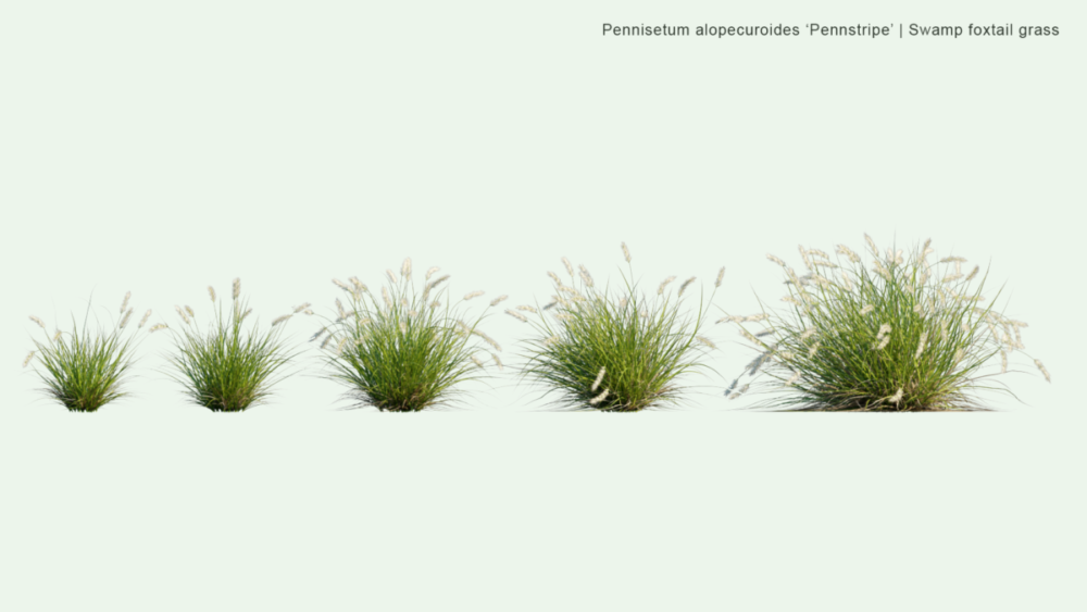 北美洲云杉松树红杉树木3D模型素材 Bundle 52 – North American Trees – 3D Model 样机素材 sucaiwan.com