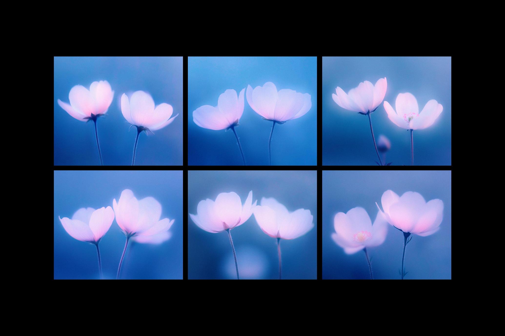 6款抽象艺术蓝色花朵宁静花卉柔和渐变背景壁纸图片设计套装Abstact Blurred Flower Textures 图片素材 第2张-素材湾丨精选海外优质设计素材资源 6款抽象艺术蓝色花朵宁静花卉柔和渐变背景壁纸图片设计套装Abstact Blurred Flower Textures 图片素材 sucaiwan.com