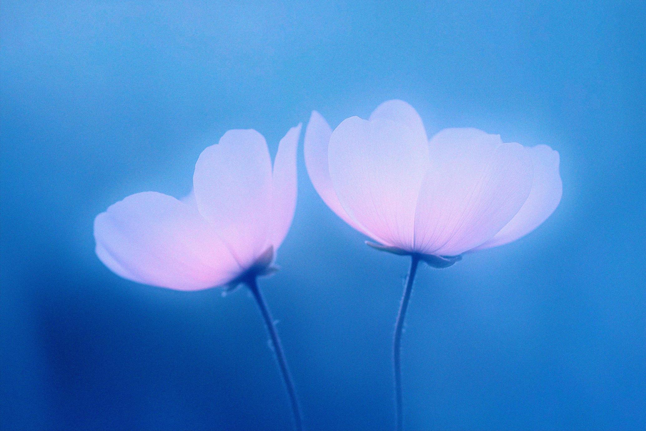 6款抽象艺术蓝色花朵宁静花卉柔和渐变背景壁纸图片设计套装Abstact Blurred Flower Textures 图片素材 第4张-素材湾丨精选海外优质设计素材资源 6款抽象艺术蓝色花朵宁静花卉柔和渐变背景壁纸图片设计套装Abstact Blurred Flower Textures 图片素材 sucaiwan.com