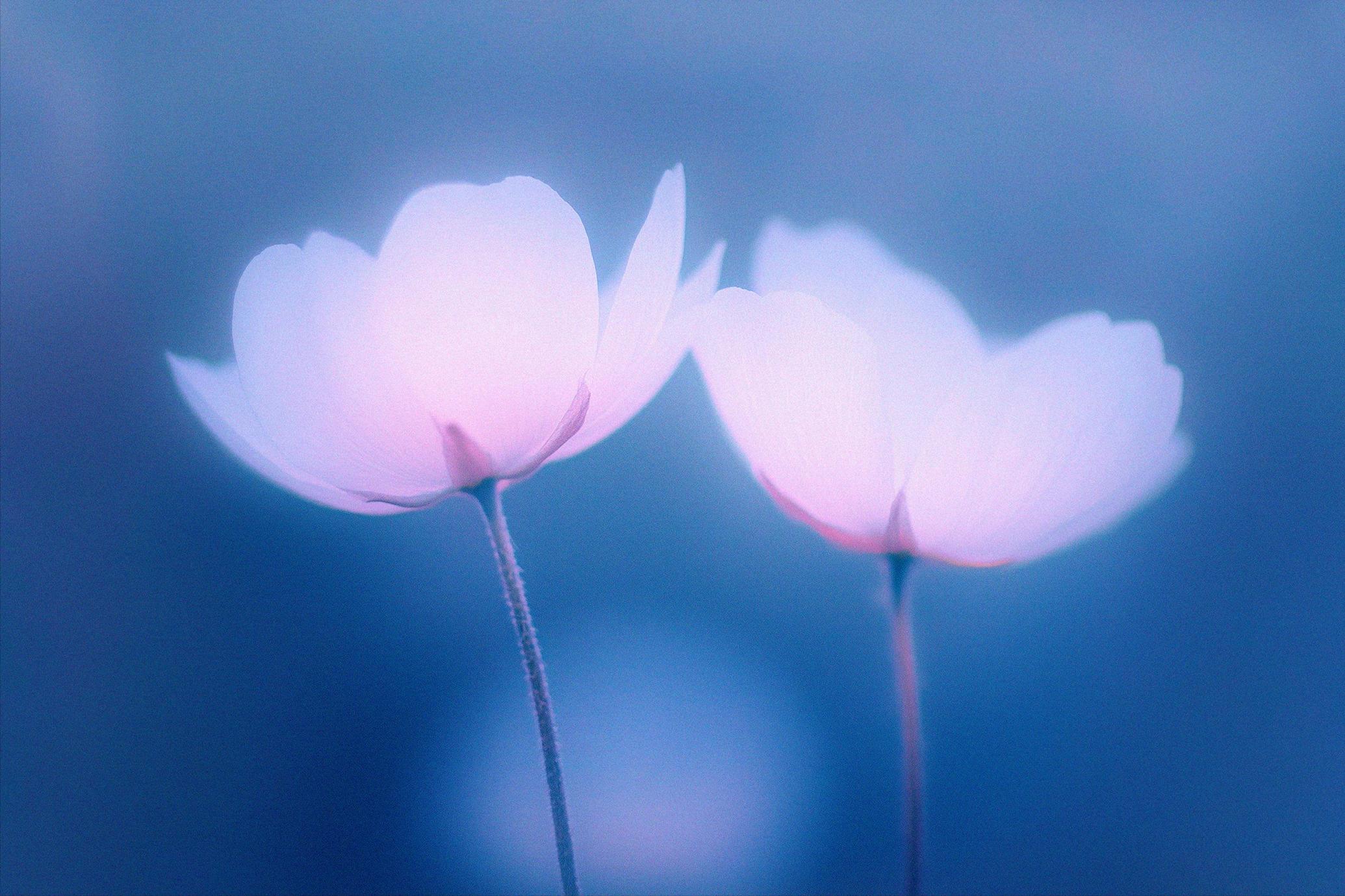 6款抽象艺术蓝色花朵宁静花卉柔和渐变背景壁纸图片设计套装Abstact Blurred Flower Textures 图片素材 第3张-素材湾丨精选海外优质设计素材资源 6款抽象艺术蓝色花朵宁静花卉柔和渐变背景壁纸图片设计套装Abstact Blurred Flower Textures 图片素材 sucaiwan.com