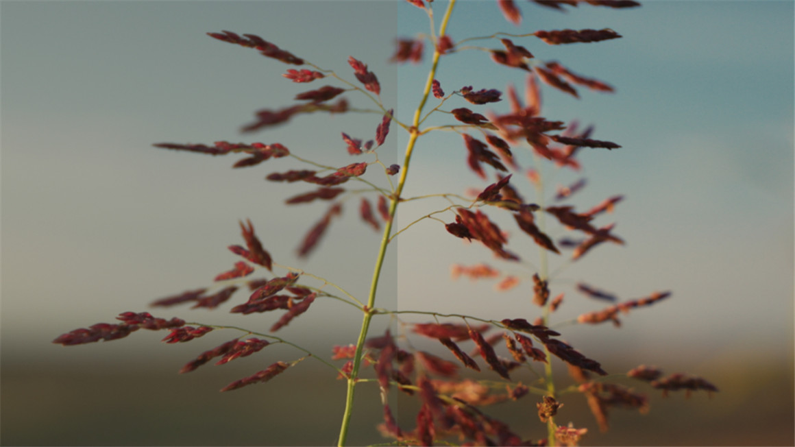 复古柯达2383电影美学胶片模拟色彩摄影达芬奇调色节点 Kodak 2383 PowerGrade 插件预设 第4张-素材湾丨精选海外优质设计素材资源 复古柯达2383电影美学胶片模拟色彩摄影达芬奇调色节点 Kodak 2383 PowerGrade 插件预设 sucaiwan.com