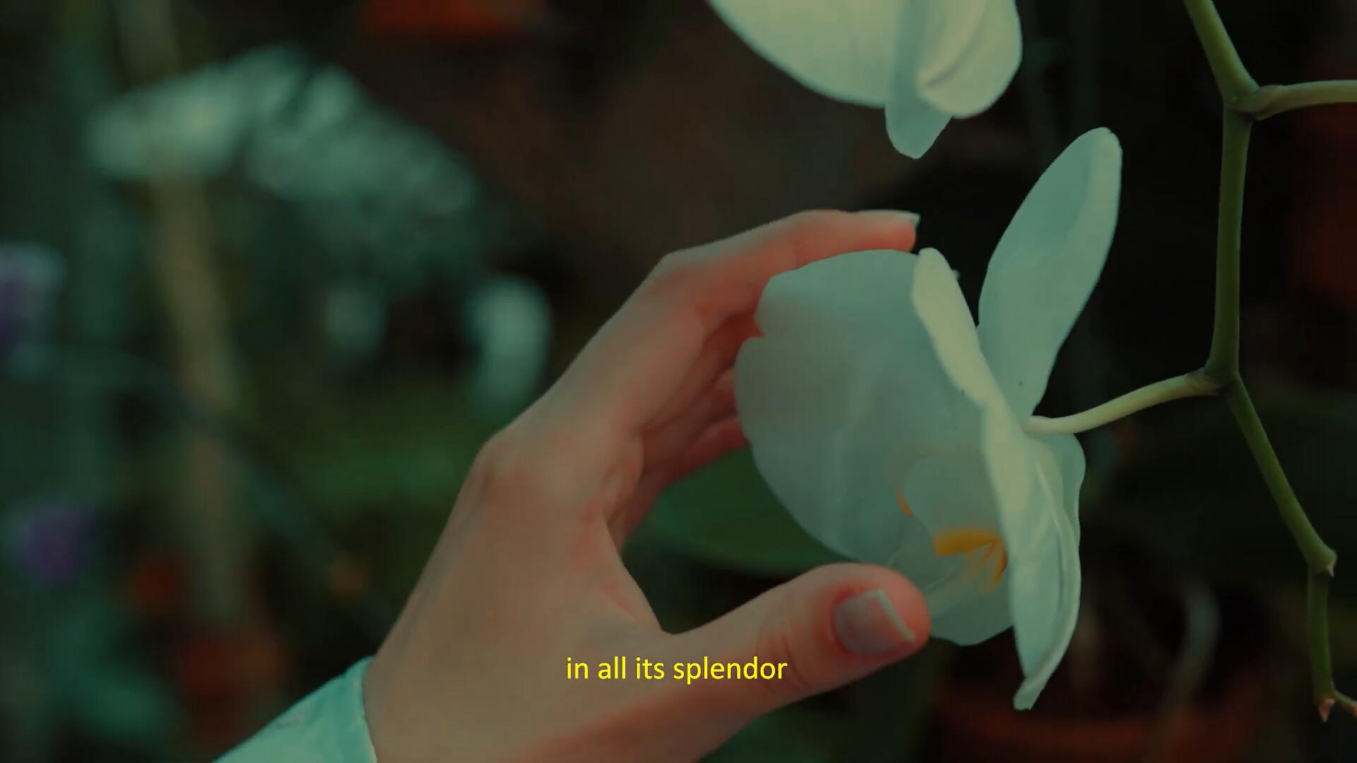 FILM LUT 复古电影美学胶片模拟S-Log3色彩分级视频短片LUT调色预设 , sucaiwan.com