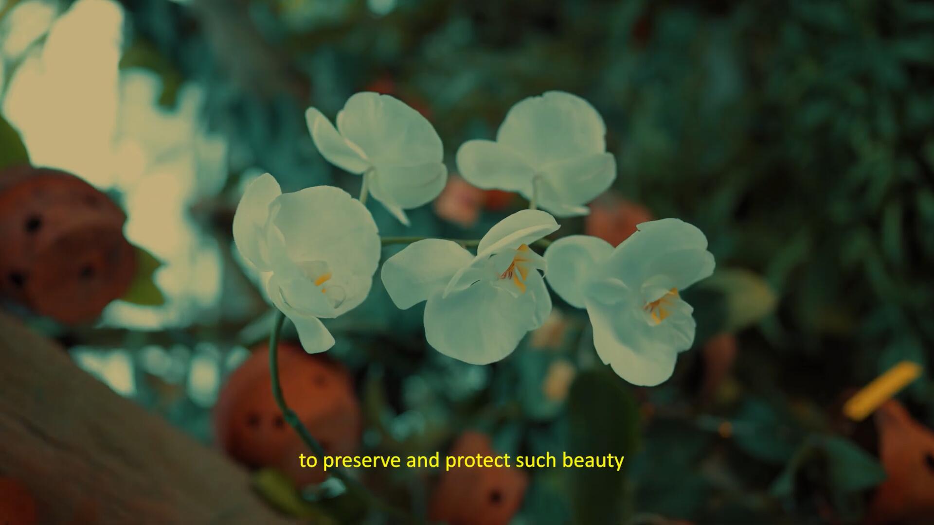 FILM LUT 复古电影美学胶片模拟S-Log3色彩分级视频短片LUT调色预设 , sucaiwan.com