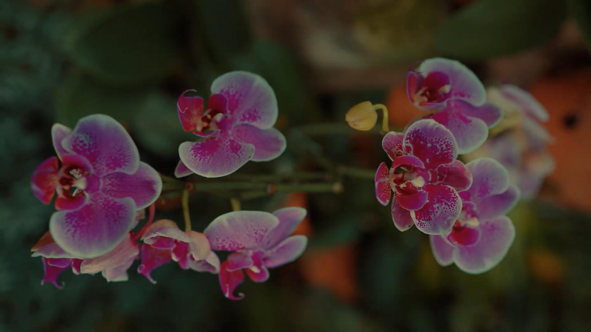 FILM LUT 复古电影美学胶片模拟S-Log3色彩分级视频短片LUT调色预设 , sucaiwan.com